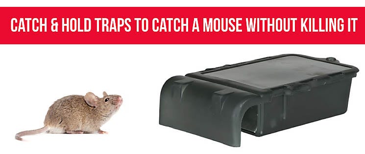 Scent-Away Peppermint Oil Repellents are a pet-safe mouse control method