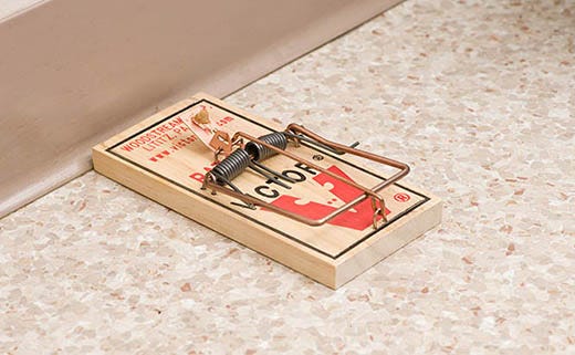 7 Common Mouse Trap Mistakes