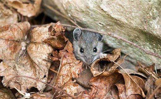 Fall & Winter: When Mice Move Indoors