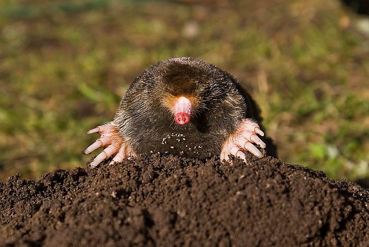 mole digging