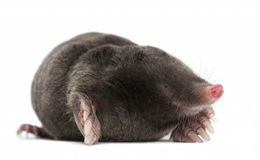 Common Myths About Moles