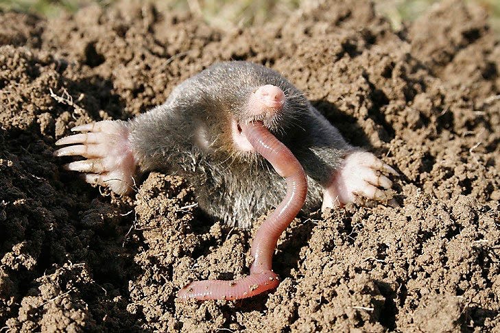 mole eating worm