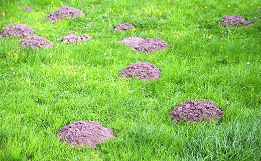 Keep Your Yard Free of Unsightly Molehills