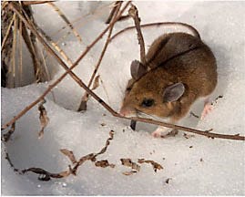 Mouse, Ice, and Straw