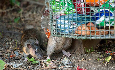 Trap Rats Outside Before They Get In