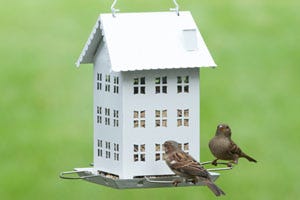 Seed Feeders