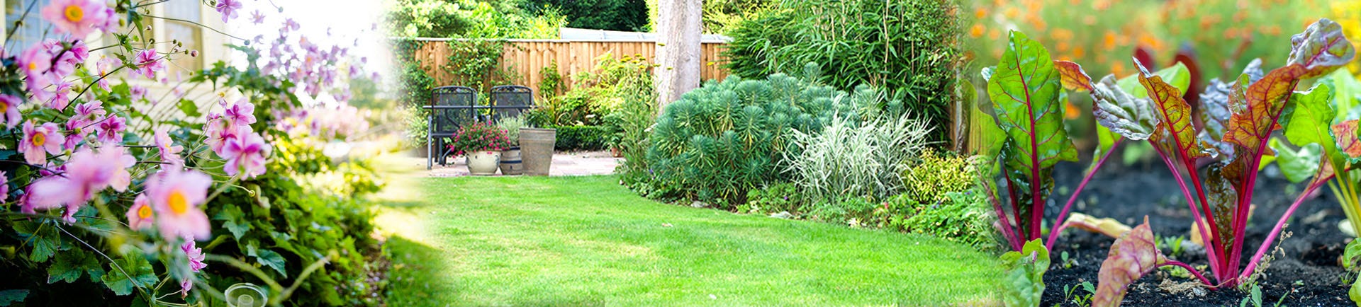 Flowers, a back yard, and a vegetable garden