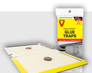 Glue Traps