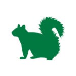 Squirrels