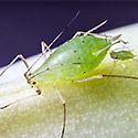 Aphids