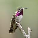 Calliope Hummingbird