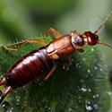 Earwigs