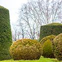 Landscape Around Shrubs