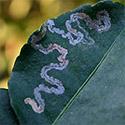 Leaf Miners