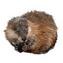 Muskrats