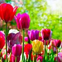 Ornamentals
