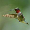 Ruby-Throated Hummingbird