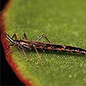 Thrips