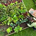 Vegetable Gardens