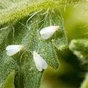 Whiteflies