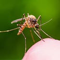 Flies