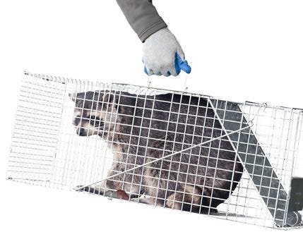 A raccoon caught in a Havahart trap