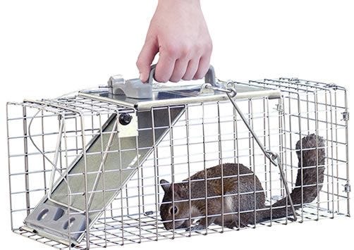 Safeguard Squirrel and Rat Trap Vole Traps in the Animal & Rodent