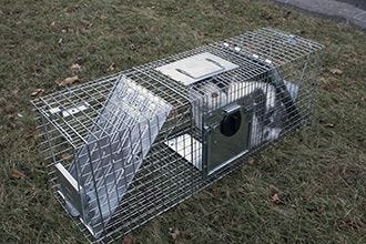 trapped cat