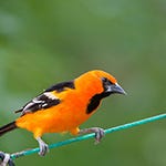 Altamira Orioles