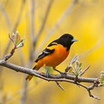 Baltimore Orioles