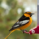 Bullock's Orioles