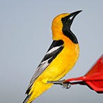 Hooded Orioles