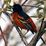 Orchard Orioles