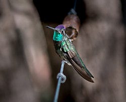 Perky-Pet<sup>®</sup> Clear Hummingbird Nectar Concentrate