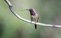 Perky-Pet<sup>®</sup> Ready-To-Use Clear Hummingbird Nectar