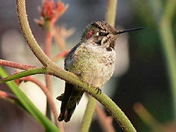 Perky-Pet<sup>®</sup> Clear Hummingbird Nectar Concentrate