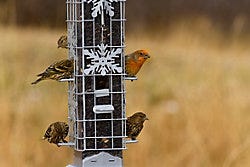 Perky-Pet Squirrel-Be-Gone Snowflake Wild Bird Feeder