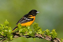 Perky-Pet<sup>®</sup> Ready-to-Use Oriole Nectar