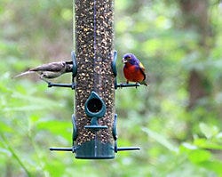 Perky-Pet Classic Bird Feeder