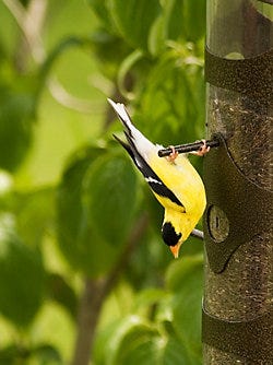 Perky-Pet Upside Down<sup>®</sup> Goldfinch Feeder