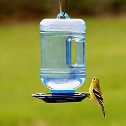 Water Cooler Bird Waterer