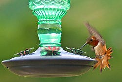 Perky-Pet<sup>®</sup> Antique Bottle Glass Hummingbird Feeder