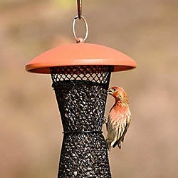 Perky-Pet Sunflower Tube Feeder