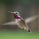 Calliope Hummingbird