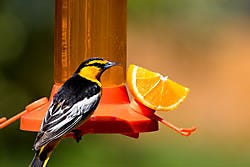 Perky-Pet Fruit Trio Oriole Nectar Feeder