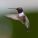 Black-Chinned Hummingbird