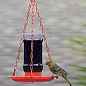 Jelly Oriole Feeder