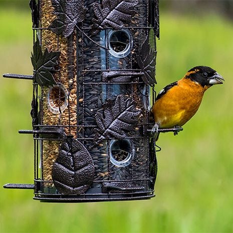 Squirrel-Proof Seed Shield