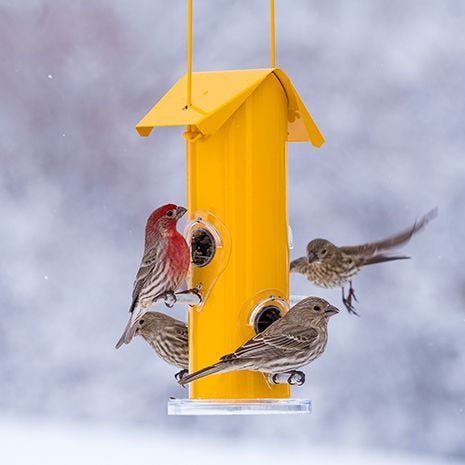 Accomodates Multiple Birds