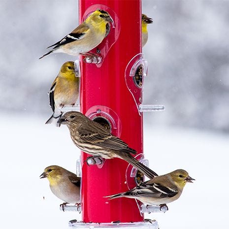 Accomodates Multiple Birds